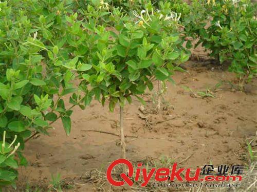藤本植物可以掛紅果的枸杞苗 營(yíng)養(yǎng)價(jià)值頗高 枸杞樹苗大苗原始圖片2
