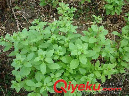 藤本植物可以掛紅果的枸杞苗 營(yíng)養(yǎng)價(jià)值頗高 枸杞樹苗大苗原始圖片3