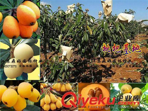 速生脫瘤櫻花苗 櫻花培育基地直銷(xiāo) 速生櫻花苗訂購(gòu)中