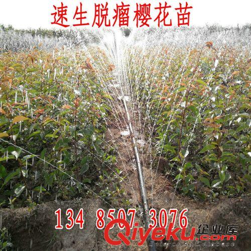 嫁接龍柏苗基地 直升龍柏苗 龍柏條  高1米 1.2米龍柏苗