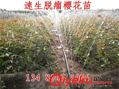 速生脫瘤櫻花苗 櫻花培育基地直銷(xiāo) 速生櫻花苗訂購(gòu)中原始圖片2