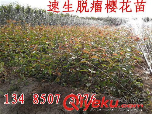 速生脫瘤櫻花苗 櫻花培育基地直銷(xiāo) 速生櫻花苗訂購(gòu)中原始圖片3
