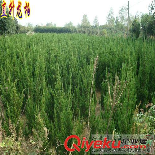 櫻花苗 櫻花小苗 紅葉櫻花小苗 zz粉色重瓣