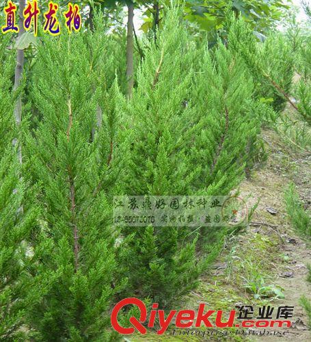 嫁接龍柏苗基地 直升龍柏苗 龍柏條  高1米 1.2米龍柏苗原始圖片2