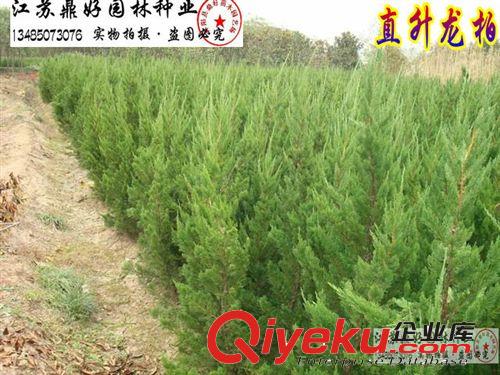 嫁接龍柏苗基地 直升龍柏苗 龍柏條  高1米 1.2米龍柏苗原始圖片3