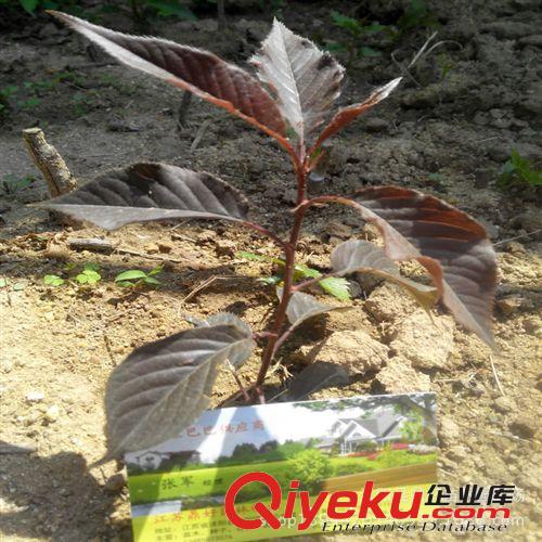 大紅花紫薇苗  紅花紫薇小苗 樹苗 紫薇苗基地批發(fā)