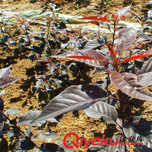 櫻花苗 櫻花小苗 紅葉櫻花小苗 zz粉色重瓣原始圖片2