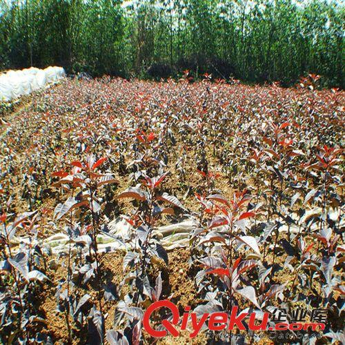 櫻花苗 櫻花小苗 紅葉櫻花小苗 zz粉色重瓣原始圖片3