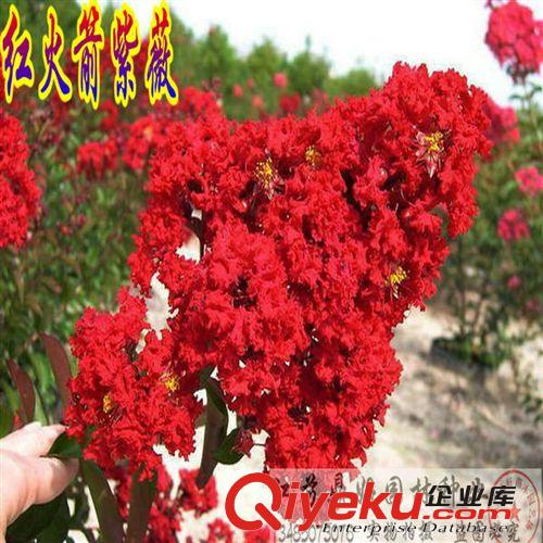 櫻花苗 櫻花小苗 日本晚櫻小苗 zz粉色重瓣