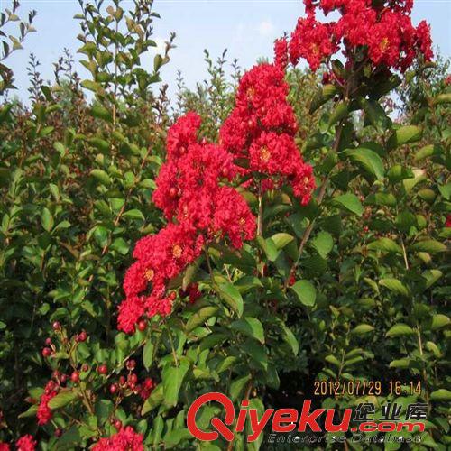 大紅花紫薇苗  紅花紫薇小苗 樹苗 紫薇苗基地批發(fā)原始圖片3