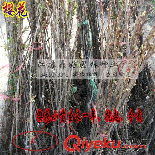 出綠化苗木基地 扁柏苗 側(cè)柏苗