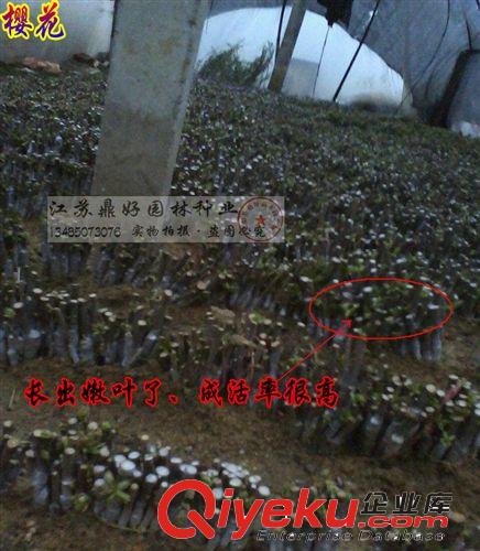 櫻花苗 櫻花小苗 日本晚櫻小苗 zz粉色重瓣原始圖片2