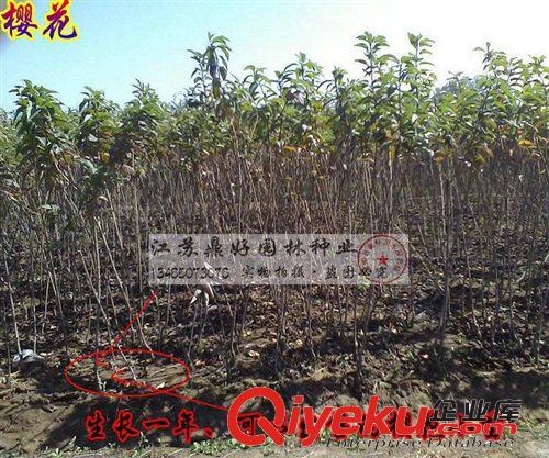 櫻花苗 櫻花小苗 日本晚櫻小苗 zz粉色重瓣原始圖片3