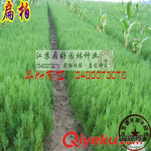 出綠化苗木基地 扁柏苗 側(cè)柏苗
