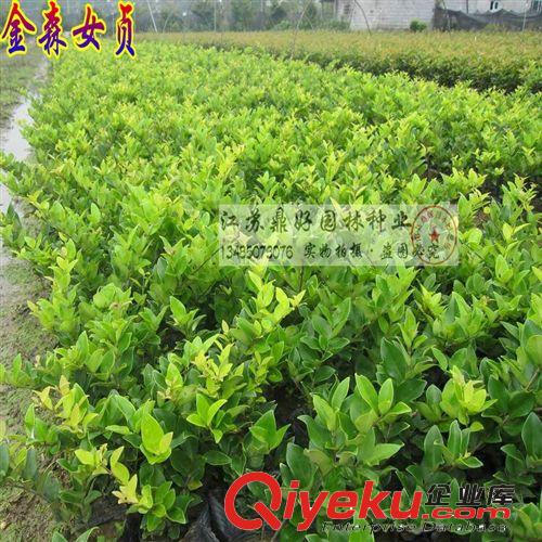 出綠化苗木基地 扁柏苗 側(cè)柏苗