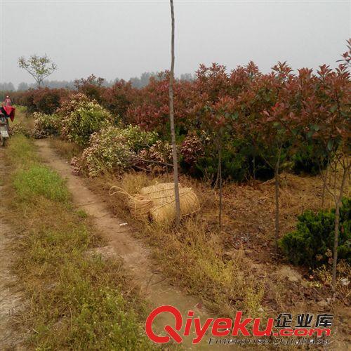 高桿紅葉石楠苗 獨桿紅葉石楠 彩色綠化苗木 石楠苗木基地原始圖片2