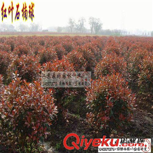 高桿紅葉石楠苗 獨桿紅葉石楠 彩色綠化苗木 石楠苗木基地