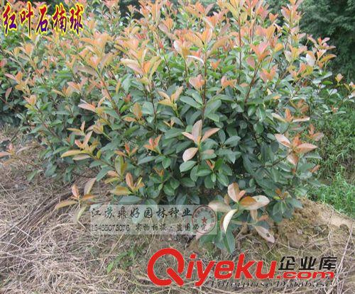 紅葉石楠球 彩色綠化苗木 石楠苗木基地 大小石楠球原始圖片2