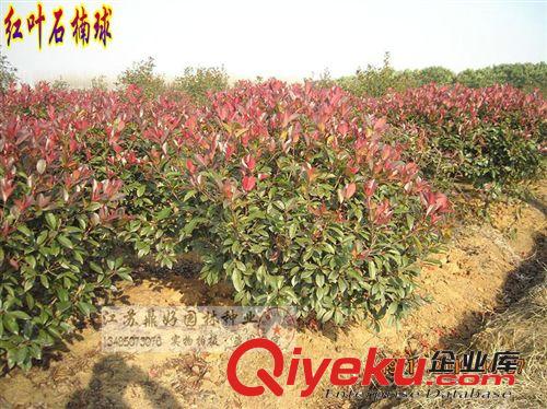 紅葉石楠球 彩色綠化苗木 石楠苗木基地 大小石楠球原始圖片3