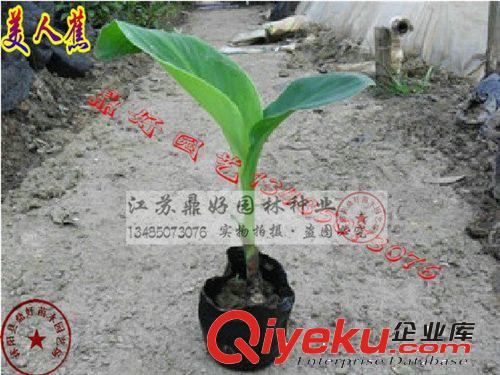【鼎好園林】基地直銷大量?jī)?yōu)質(zhì)美人蕉苗  價(jià)格實(shí)惠  量大從優(yōu)原始圖片2