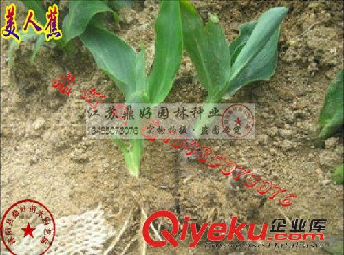 【鼎好園林】基地直銷大量?jī)?yōu)質(zhì)美人蕉苗  價(jià)格實(shí)惠  量大從優(yōu)原始圖片3