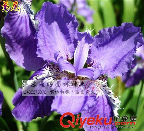 【鼎好園林】基地直銷大量?jī)?yōu)質(zhì)美人蕉苗  價(jià)格實(shí)惠  量大從優(yōu)