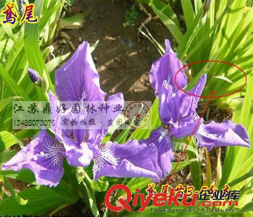 【鼎好園林】基地直銷大量?jī)?yōu)質(zhì)  蝴蝶蘭鳶尾苗  價(jià)格實(shí)惠量大從優(yōu)原始圖片2
