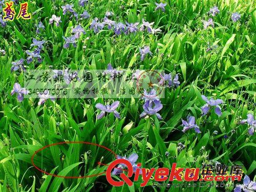 【鼎好園林】基地直銷大量?jī)?yōu)質(zhì)  蝴蝶蘭鳶尾苗  價(jià)格實(shí)惠量大從優(yōu)原始圖片3