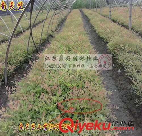 【鼎好園林】基地直銷大量?jī)?yōu)質(zhì)  蝴蝶蘭鳶尾苗  價(jià)格實(shí)惠量大從優(yōu)