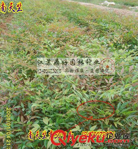 【鼎好園林】基地直銷大量南天竺 紅天竺   價格實惠  量大從優(yōu)原始圖片2