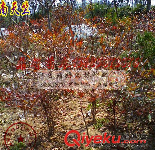【鼎好園林】基地直銷大量南天竺 紅天竺   價格實惠  量大從優(yōu)原始圖片3