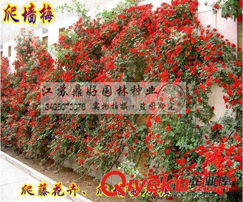 【鼎好園林】基地直銷大量優質爬墻梅小苗  價格實惠  量大從優