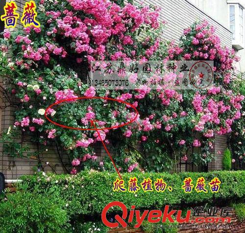 【鼎好園林】基地直銷大量優質薔薇小苗  價格實惠  量大從優