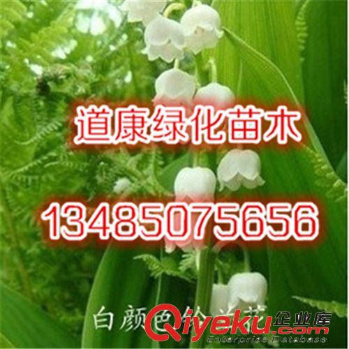 盆栽庭院植物香型鈴蘭花苗根 球根花卉 防輻射 綠植創(chuàng)意 多色可選