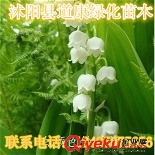 盆栽庭院植物香型鈴蘭花苗根 球根花卉 防輻射 綠植創(chuàng)意 多色可選原始圖片2