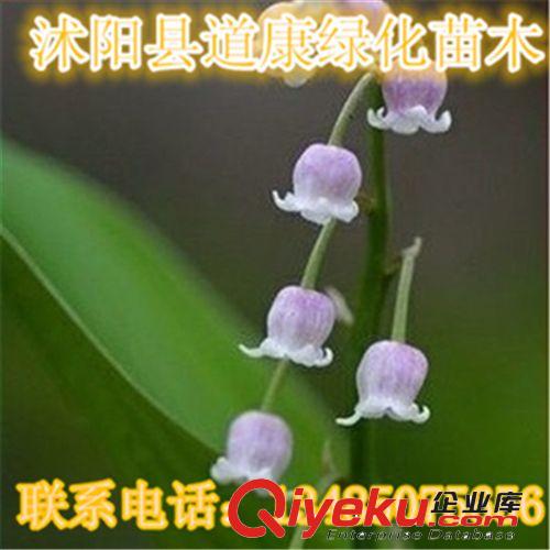 盆栽庭院植物香型鈴蘭花苗根 球根花卉 防輻射 綠植創(chuàng)意 多色可選原始圖片3