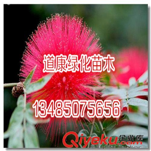 造型榆樹小盆景 gd室內迷你植物 獨特 粗莖小苗 球形榆樹樹樁根