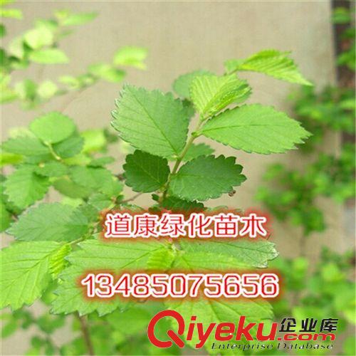造型榆樹小盆景 gd室內迷你植物 獨特 粗莖小苗 球形榆樹樹樁根