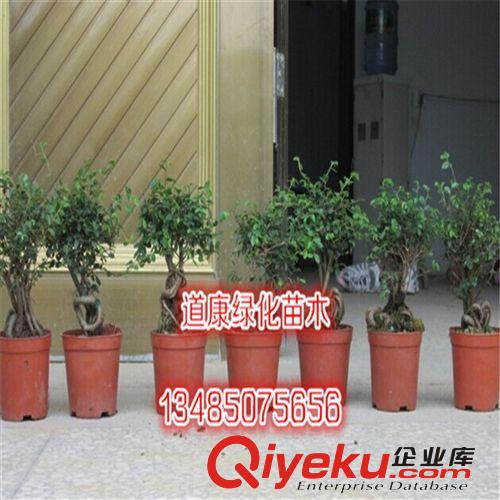 造型榆樹小盆景 gd室內迷你植物 獨特 粗莖小苗 球形榆樹樹樁根原始圖片2