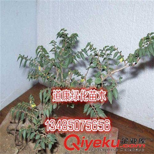 造型榆樹小盆景 gd室內迷你植物 獨特 粗莖小苗 球形榆樹樹樁根原始圖片3