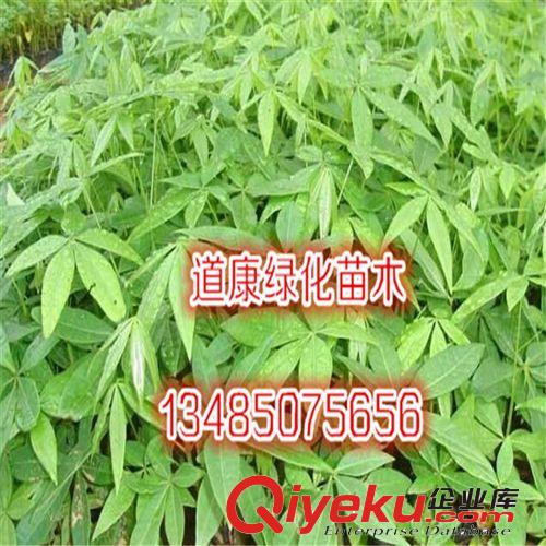 造型榆樹小盆景 gd室內迷你植物 獨特 粗莖小苗 球形榆樹樹樁根