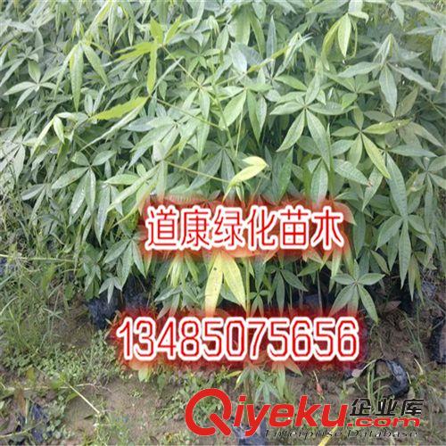 室內花卉 盆景植物 發財樹盆栽 客廳創意花草 大型綠植帶盆可水培原始圖片2