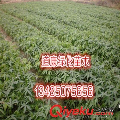 室內花卉 盆景植物 發財樹盆栽 客廳創意花草 大型綠植帶盆可水培原始圖片3