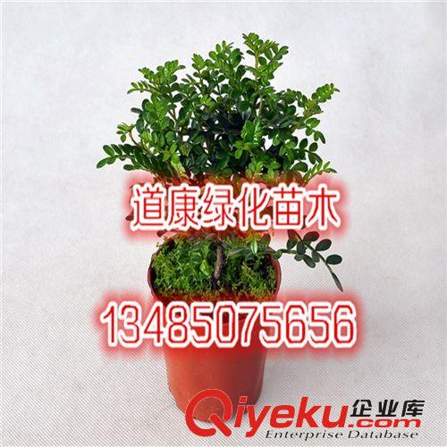室內花卉 盆景植物 發財樹盆栽 客廳創意花草 大型綠植帶盆可水培