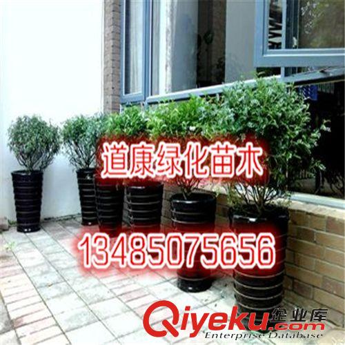 四季長青 盆景 自然發(fā)出清香 清香木盆栽 室內(nèi)花卉植物原始圖片2