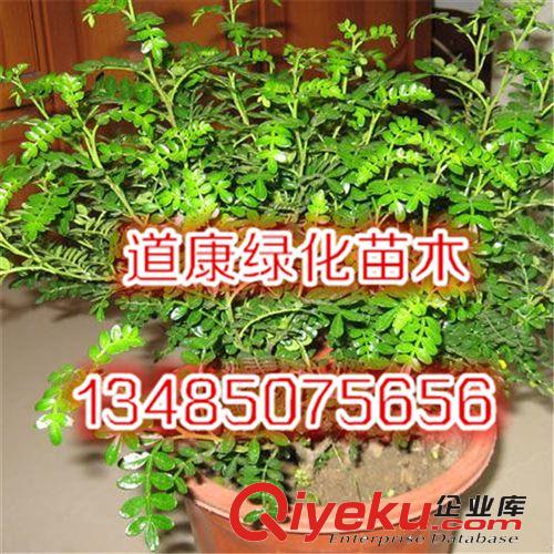 四季長青 盆景 自然發(fā)出清香 清香木盆栽 室內(nèi)花卉植物原始圖片3