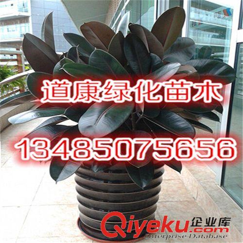 黑金剛小盆栽 橡皮樹盆栽 黑金剛小苗 辦公綠植 陽臺花卉原始圖片3