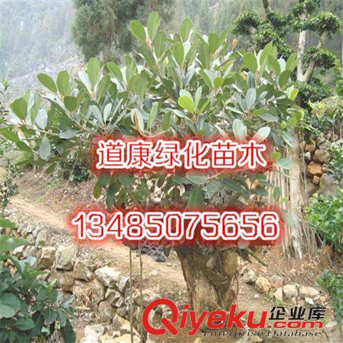 黑金剛小盆栽 橡皮樹盆栽 黑金剛小苗 辦公綠植 陽臺花卉