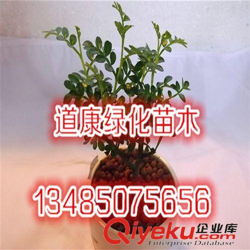 批發迷你小盆栽四季常青自然清香凈化空氣觀葉植物