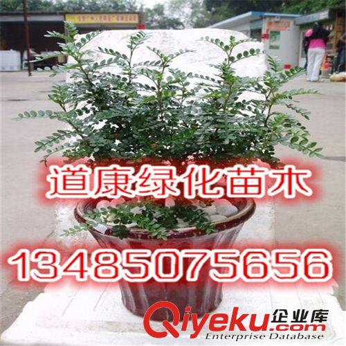 批發迷你小盆栽四季常青自然清香凈化空氣觀葉植物原始圖片2